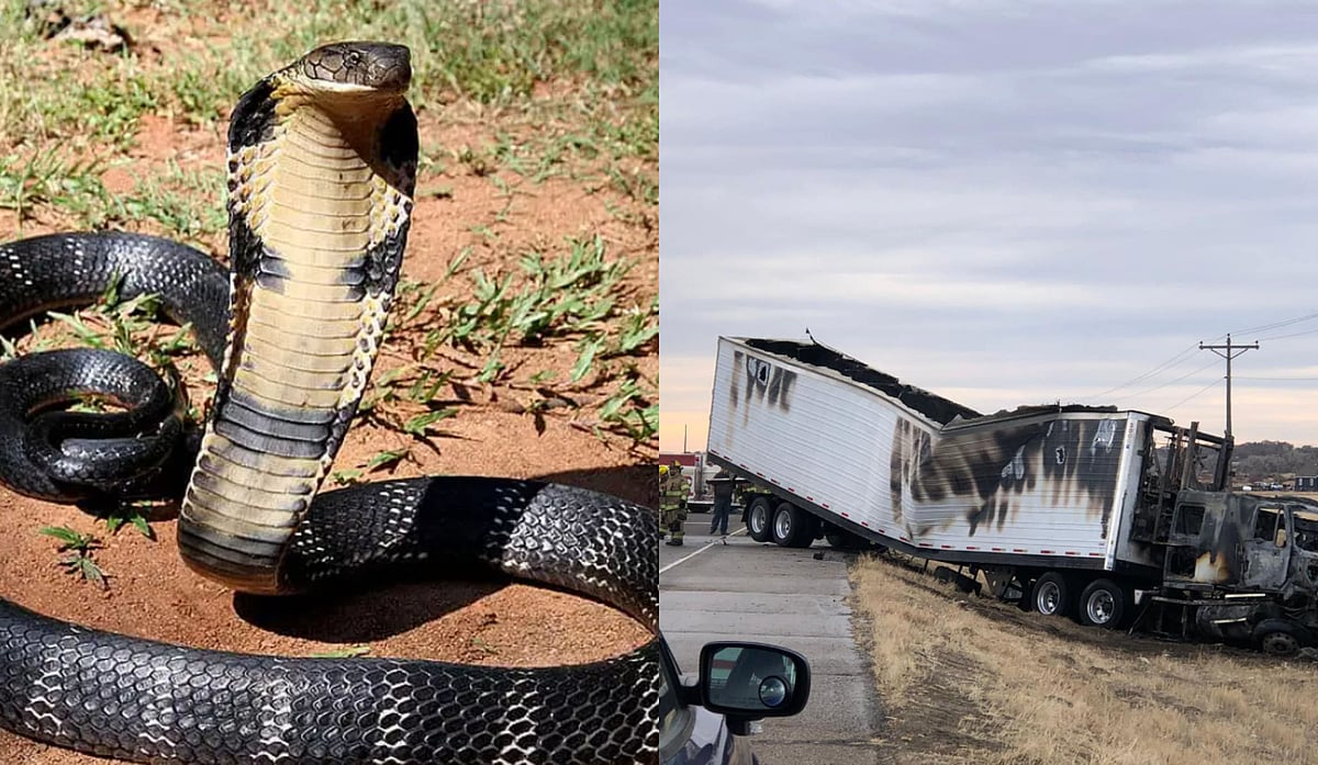 King Cobras In Casper, Wyoming?  - Facebook